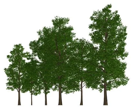 Group of trees isolated on white 3d illustration Stockillustratie