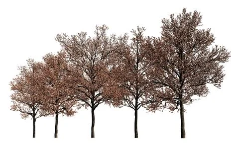 Group of trees isolated on white 3d illustration Иллюстрация