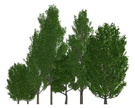 Group of trees isolated on white 3d illustration Stock Illustration