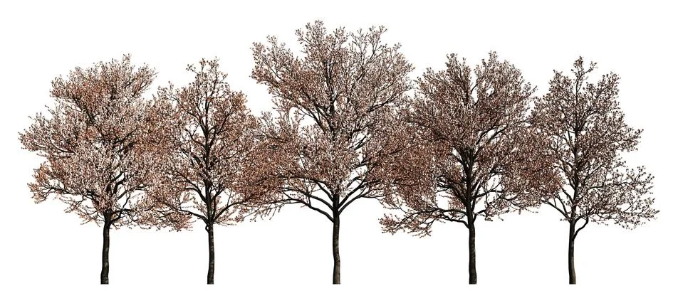 Group of trees isolated on white 3d illustration Stock Illustration