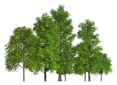 Group of trees isolated on white 3d illustration 스톡 일러스트