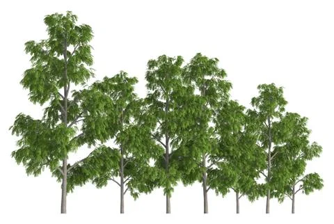 Group of trees isolated on white 3d illustration Stock Illustration