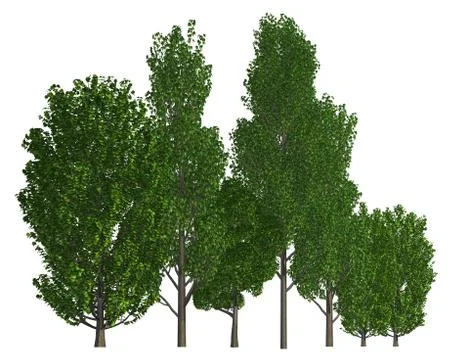 Group of trees isolated on white 3d illustration Stock-Illustration
