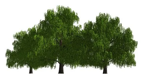 Group of trees isolated on white 3d illustration Stock-Illustration