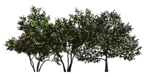 Group of trees isolated on white 3d illustration Stock-Illustration