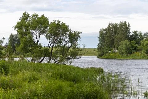 Group of trees by the lake Stock Photos