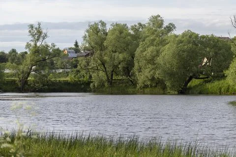 Group of trees by the lake Stock Photos