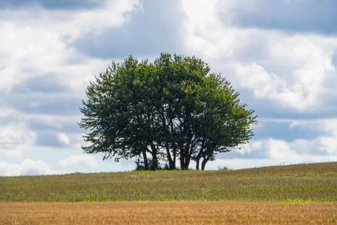 Group of trees in the middle of the field. Stock Photos