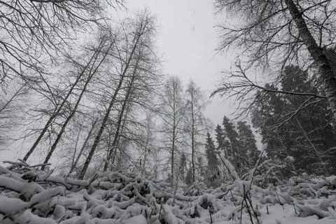 Group of trees in Nature studies path leading through carbon dioxide storing  Stock Photos