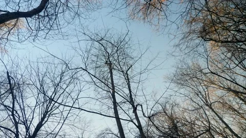 A group of trees with no leaves on them Stock Footage 236852455