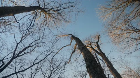 A group of trees with no leaves on them Stock Footage 236852516