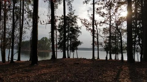 Group of Trees in Outdoor Setting Stock Photos