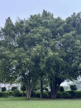 A group of trees in a park Stock Photos
