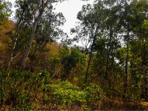 Group of trees Stock Photos