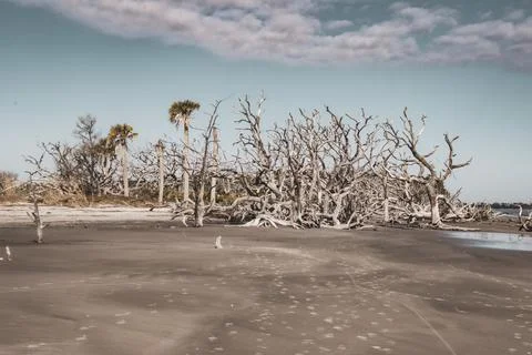 Group of trees Stock Photos