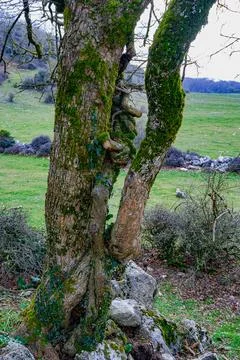 Group of Trees 写真素材