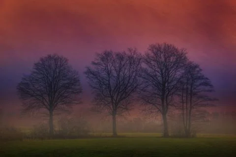 A group of trees with picturesque effect Stock-Fotos
