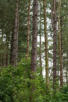 A group of trees in a pine forest in the UK 스톡 사진
