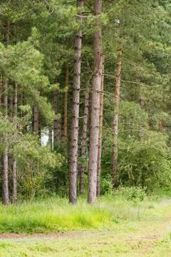 A group of trees in a pine forest in the UK Stock Photos