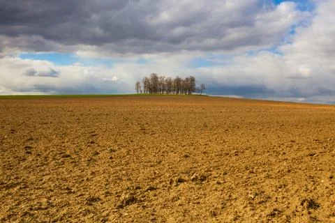 Group of trees on plowed field. 库存照片