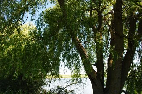 Group of Trees in from of river. Stock Photos