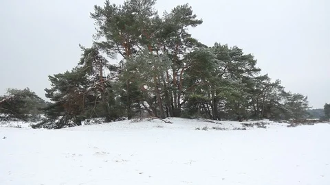 Group of trees in snow covered dunes - tilt up Vídeos de archivo 101685765