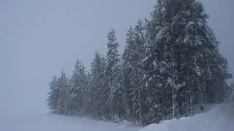 Group of trees in snow Stock Footage 142707117