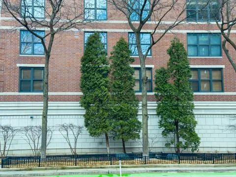 Group of trees standing in front of a brick building in a city area during .. Stock Photos
