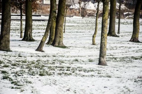 Group of trees standing in snow Stock Photos