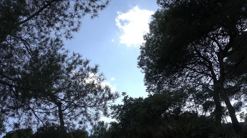 A group of trees under the blue sky Stock Footage 92101203