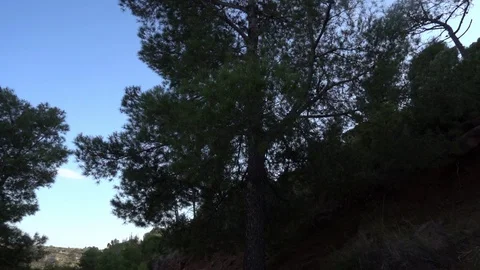 A group of trees under the blue sky Video stock 92101564