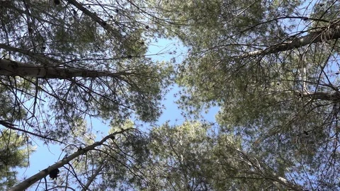 A group of trees under the blue sky Video stock 92104511