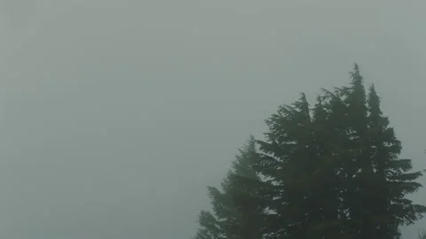 Group of trees in wind and rain storm on Mt Hood Oregon Stock Footage 232443008