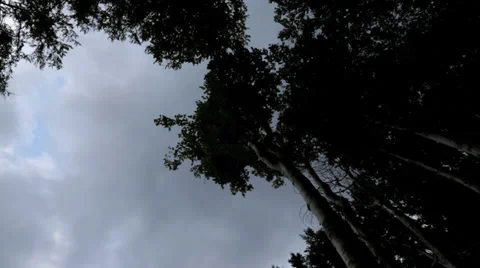 Group of trees in the wind in front of a cloudy sky Stock Footage 36667951