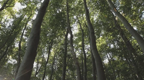Group of trees in the wind at Ruegen Island B-Roll Stock Footage 36621609