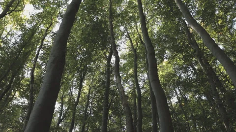 Group of trees in the wind slowly moving Stock Footage 36628951