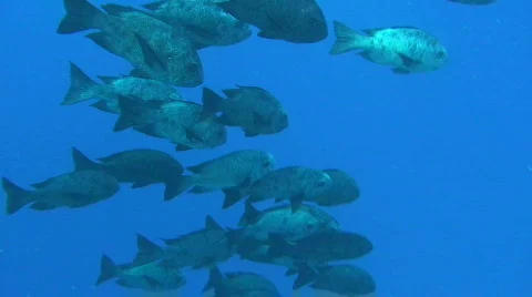 Group of trevallies Stock Footage 376091