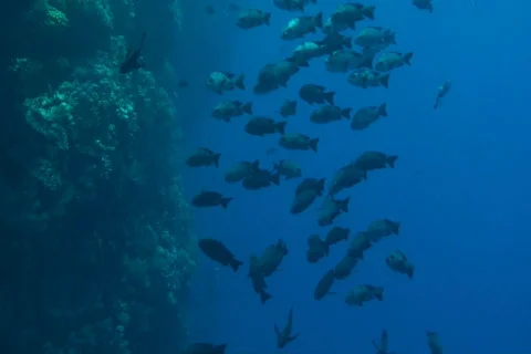 Group of trevallies Stock Footage 671027