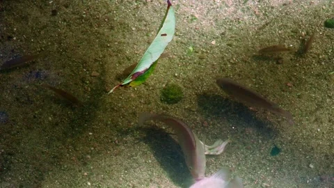 Group of Tropical Fish Moving Through Clear Water Stock Footage 342783630