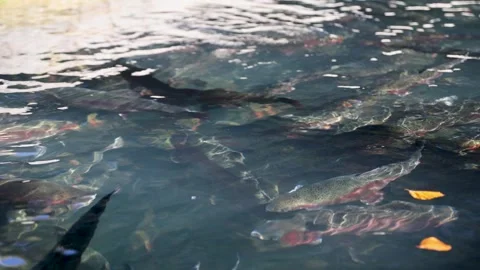 Group of trout fish swim Vídeos de archivo 289681545