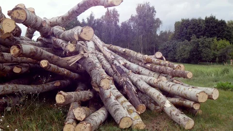 Group Of Trunks Of Cut Trees Stock Footage 127718145