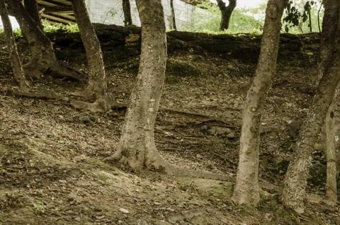 Group of the trunks of some trees surrounded by earth and dry leaves Stock Photos