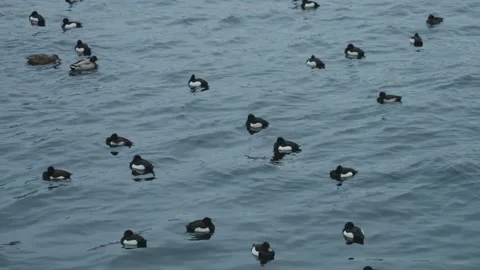 Group of Tufted Ducks and Mallards Resting on the Sea, Medium Shot Stock Footage 274447642