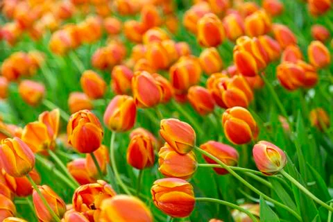 Group of tulip flowrs blooming Stock Photos