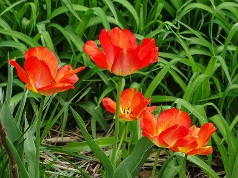 Group of tulips in the spring 스톡 사진