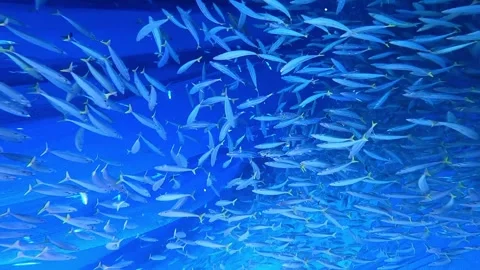 A group of Tuna Fish in the depths of the Aceh sea. The Tuna Fish caught. 스톡 동영상 280328103