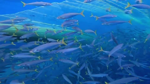 A group of Tuna Fish in the depths of the Aceh sea. The Tuna Fish caught. 스톡 동영상 280328136