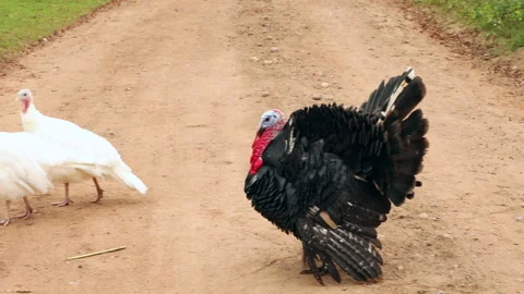 Group of turkey walking on road. Stock Footage 140781870