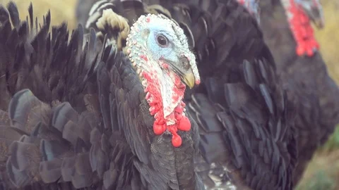 A Group Of Turkeys (2) Stock Footage 99025304