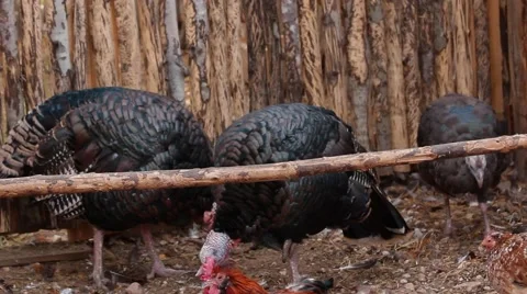 Group turkeys Stock Footage 43562508